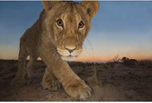Curiosity and the cat Large Format Backlight Image Lightbox 100cm x 100cm © Hannes Lochner (South Africa) 